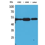 Western Blot - Anti-TUBA1B (acetyl Lys352) Antibody (D12203) - Antibodies.com