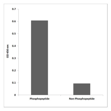 ELISA - Anti-Trk B (phospho Tyr817) Antibody (P12-1062) - Antibodies.com