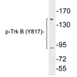Western Blot - Anti-Trk B (phospho Tyr817) Antibody (P12-1062) - Antibodies.com