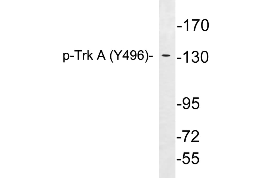 Western Blot - Anti-Trk A (phospho Tyr496) Antibody (P12-1060) - Antibodies.com