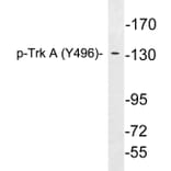 Western Blot - Anti-Trk A (phospho Tyr496) Antibody (P12-1060) - Antibodies.com