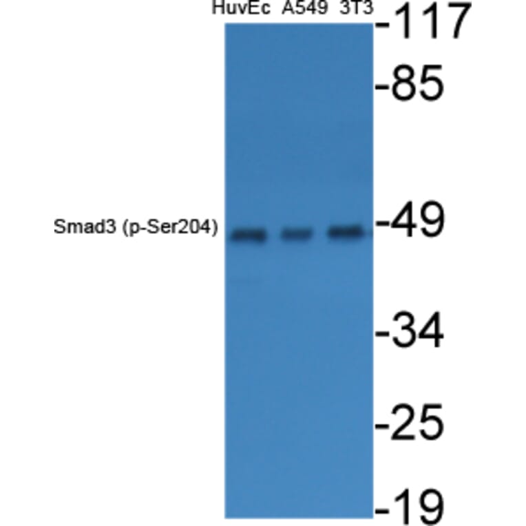 Western Blot - Anti-Smad3 (phospho Ser204) Antibody (A1004) - Antibodies.com