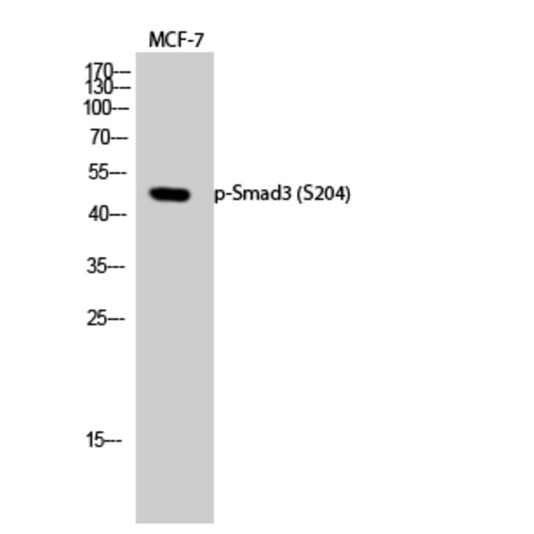 Western Blot - Anti-Smad3 (phospho Ser204) Antibody (A1004) - Antibodies.com