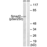 Western Blot - Anti-Smad2 (phospho Ser250) Antibody (A0998) - Antibodies.com