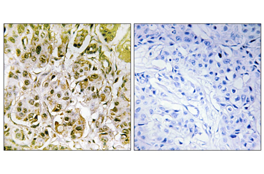 Immunohistochemistry - Anti-Smad1 (phospho Ser187) Antibody (A0994) - Antibodies.com