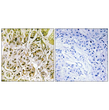 Immunohistochemistry - Anti-Smad1 (phospho Ser187) Antibody (A0994) - Antibodies.com