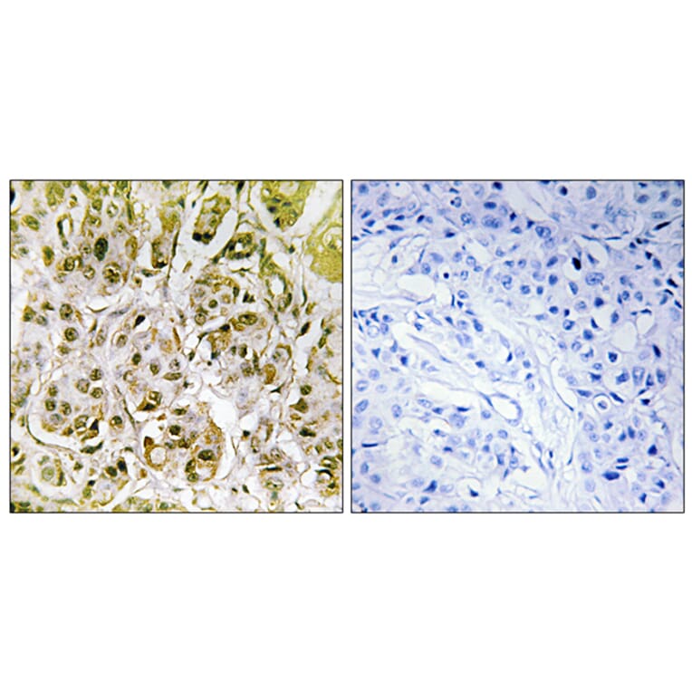 Immunohistochemistry - Anti-Smad1 (phospho Ser187) Antibody (A0994) - Antibodies.com