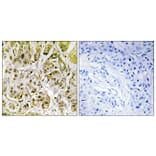 Immunohistochemistry - Anti-Smad1 (phospho Ser187) Antibody (A0994) - Antibodies.com