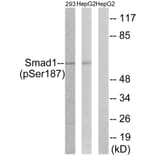 Western Blot - Anti-Smad1 (phospho Ser187) Antibody (A0994) - Antibodies.com