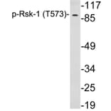 Western Blot - Anti-Rsk-1 (phospho Thr573) Antibody (P12-1053) - Antibodies.com