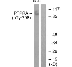 Western Blot - Anti-PTPRA (phospho Tyr798) Antibody (A0562) - Antibodies.com