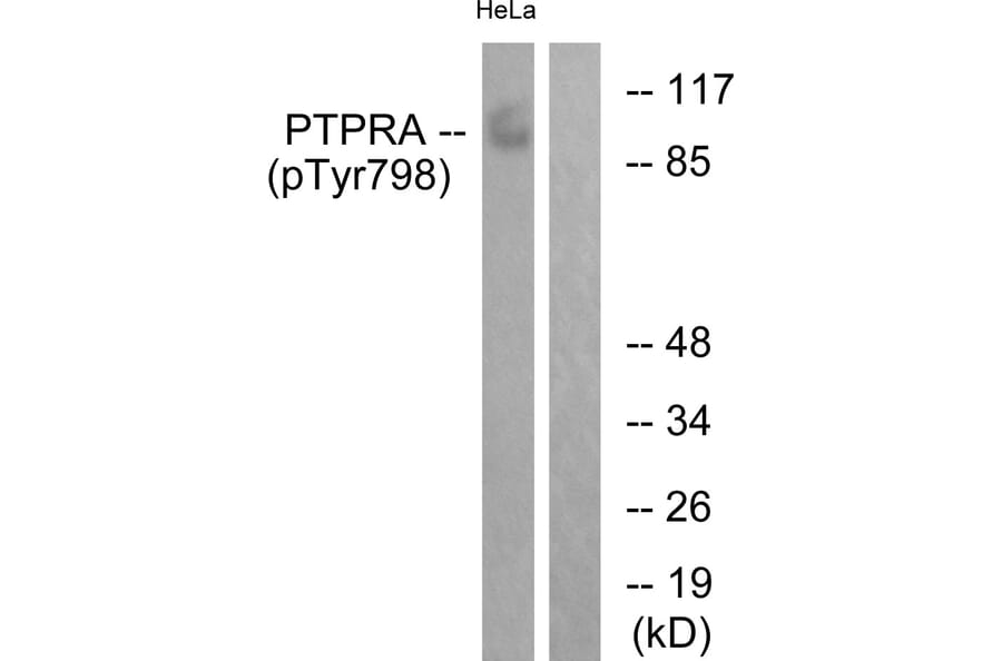 Western Blot - Anti-PTPRA (phospho Tyr798) Antibody (A0562) - Antibodies.com