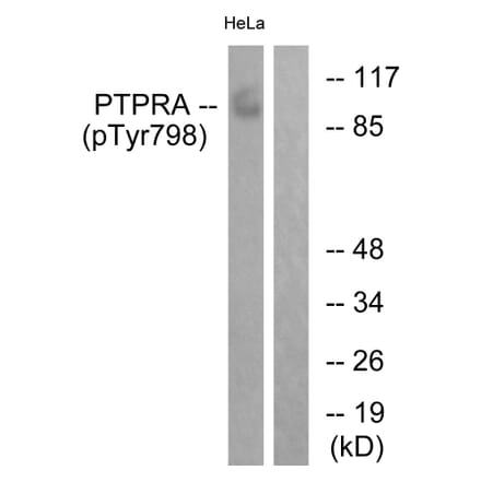 Western Blot - Anti-PTPRA (phospho Tyr798) Antibody (A0562) - Antibodies.com
