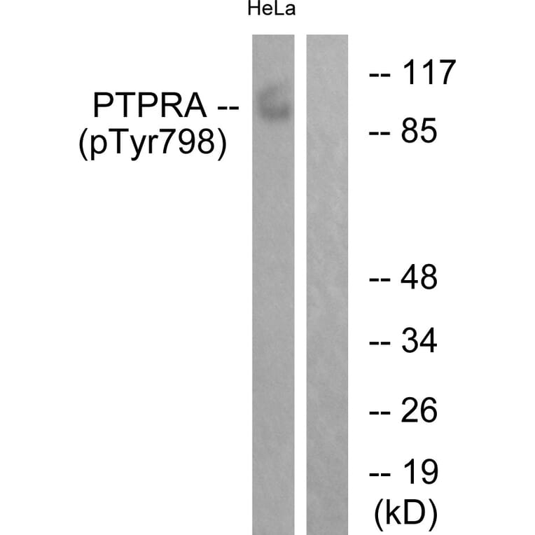 Western Blot - Anti-PTPRA (phospho Tyr798) Antibody (A0562) - Antibodies.com