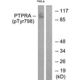 Western Blot - Anti-PTPRA (phospho Tyr798) Antibody (A0562) - Antibodies.com