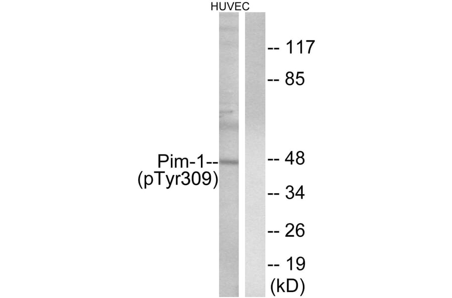Western Blot - Anti-Pim-1 (phospho Tyr309) Antibody (A0712) - Antibodies.com