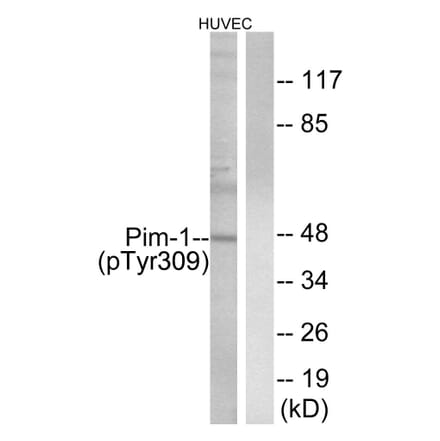 Western Blot - Anti-Pim-1 (phospho Tyr309) Antibody (A0712) - Antibodies.com