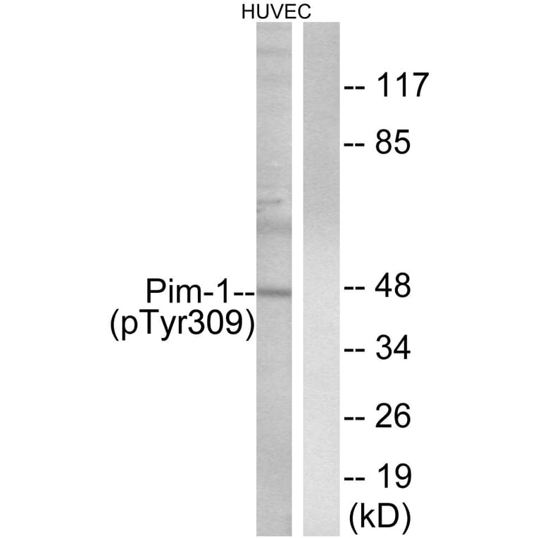 Western Blot - Anti-Pim-1 (phospho Tyr309) Antibody (A0712) - Antibodies.com