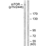 Western Blot - Anti-mTOR (phospho Thr2446) Antibody (A1156) - Antibodies.com