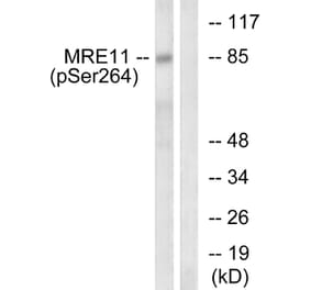 Western Blot - Anti-MRE11 (phospho Ser264) Antibody (A1217) - Antibodies.com