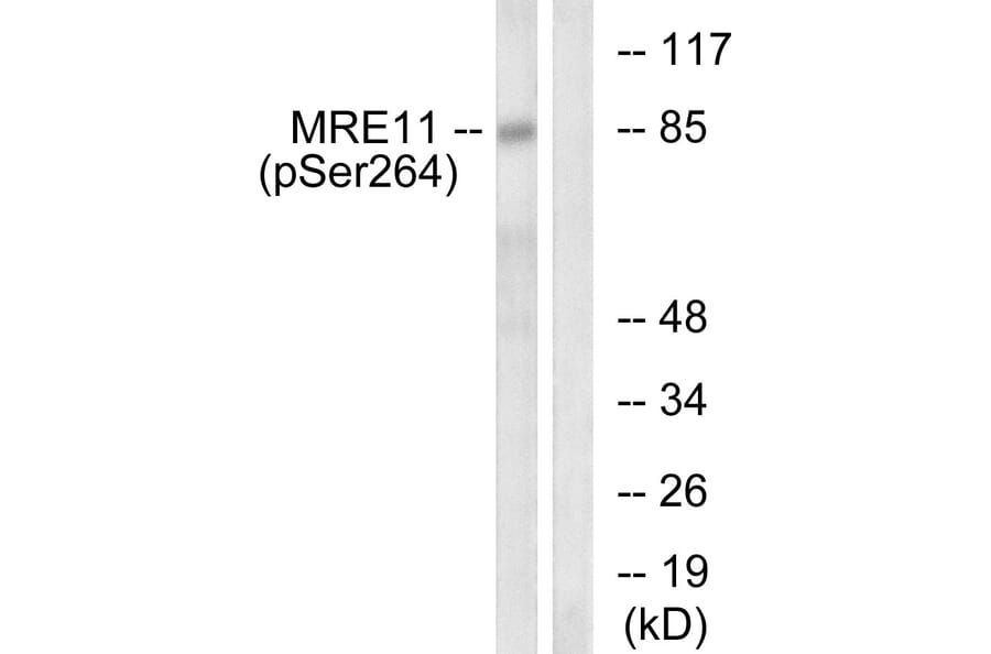 Western Blot - Anti-MRE11 (phospho Ser264) Antibody (A1217) - Antibodies.com