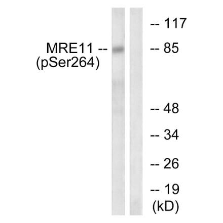 Western Blot - Anti-MRE11 (phospho Ser264) Antibody (A1217) - Antibodies.com