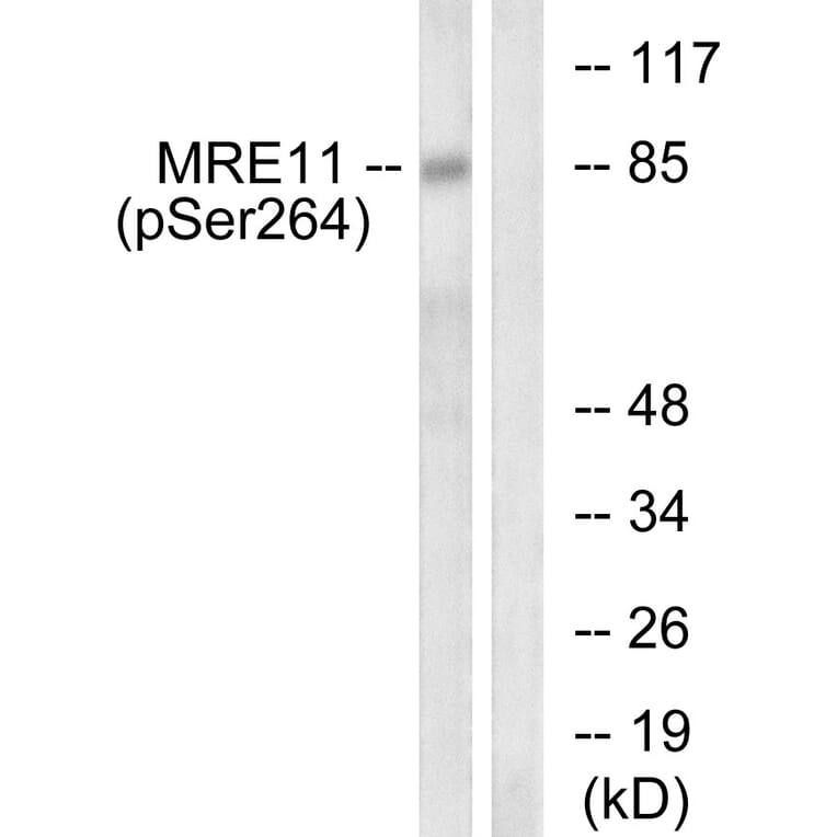 Western Blot - Anti-MRE11 (phospho Ser264) Antibody (A1217) - Antibodies.com