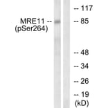 Western Blot - Anti-MRE11 (phospho Ser264) Antibody (A1217) - Antibodies.com