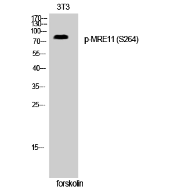 Western Blot - Anti-MRE11 (phospho Ser264) Antibody (A1217) - Antibodies.com