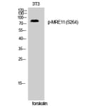 Western Blot - Anti-MRE11 (phospho Ser264) Antibody (A1217) - Antibodies.com