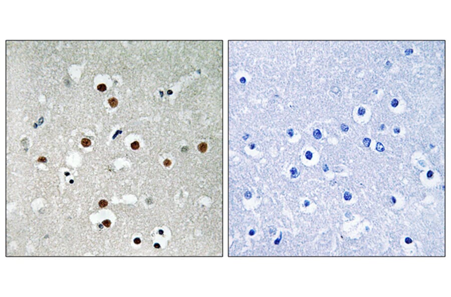 Immunohistochemistry - Anti-MEF2C (phospho Ser396) Antibody (A8370) - Antibodies.com