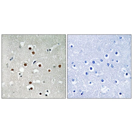 Immunohistochemistry - Anti-MEF2C (phospho Ser396) Antibody (A8370) - Antibodies.com