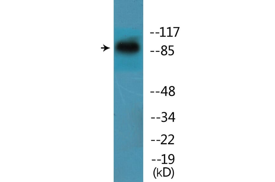 Western Blot - Anti-ITGB1 (phospho Tyr795) Antibody (P12-1127) - Antibodies.com