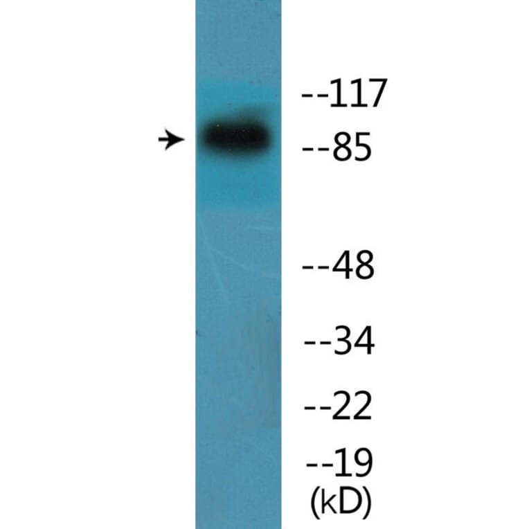 Western Blot - Anti-ITGB1 (phospho Tyr795) Antibody (P12-1127) - Antibodies.com