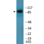 Western Blot - Anti-ITGB1 (phospho Tyr795) Antibody (P12-1127) - Antibodies.com