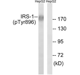Western Blot - Anti-IRS-1 (phospho Tyr896) Antibody (A8220) - Antibodies.com