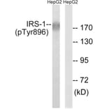 Western Blot - Anti-IRS-1 (phospho Tyr896) Antibody (A8220) - Antibodies.com