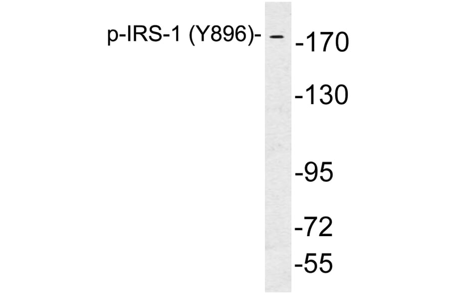 Western Blot - Anti-IRS-1 (phospho Tyr896) Antibody (P12-1030) - Antibodies.com