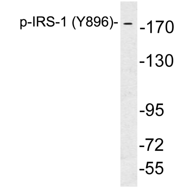 Western Blot - Anti-IRS-1 (phospho Tyr896) Antibody (P12-1030) - Antibodies.com