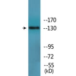 Western Blot - Anti-IRS-1 (phospho Tyr896) Antibody (P12-1126) - Antibodies.com