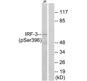 Western Blot - Anti-IRF-3 (phospho Ser396) Antibody (A0667) - Antibodies.com