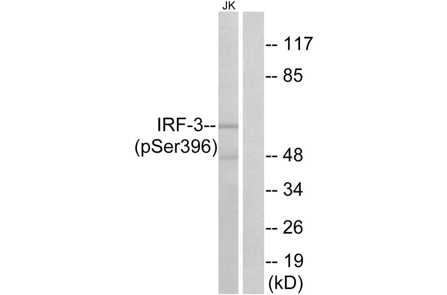 Western Blot - Anti-IRF-3 (phospho Ser396) Antibody (A0667) - Antibodies.com