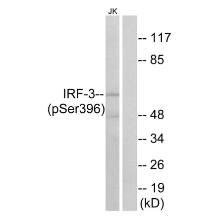 Western Blot - Anti-IRF-3 (phospho Ser396) Antibody (A0667) - Antibodies.com