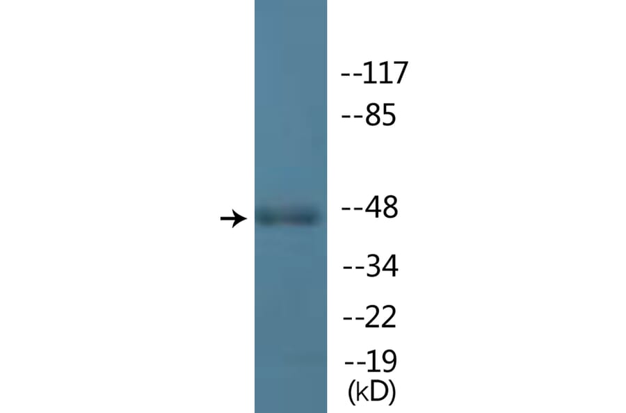 Western Blot - Anti-IRF-3 (phospho Ser396) Antibody (P12-1124) - Antibodies.com