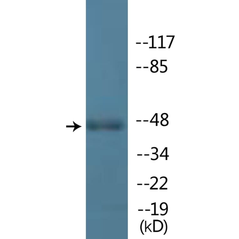 Western Blot - Anti-IRF-3 (phospho Ser396) Antibody (P12-1124) - Antibodies.com