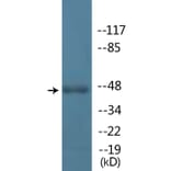 Western Blot - Anti-IRF-3 (phospho Ser396) Antibody (P12-1124) - Antibodies.com
