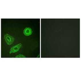 Immunofluorescence - Anti-HER3 (phospho Tyr1289) Antibody (A0945) - Antibodies.com