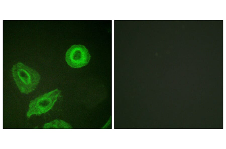 Immunofluorescence - Anti-HER3 (phospho Tyr1289) Antibody (A0945) - Antibodies.com