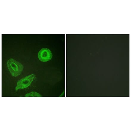 Immunofluorescence - Anti-HER3 (phospho Tyr1289) Antibody (A0945) - Antibodies.com