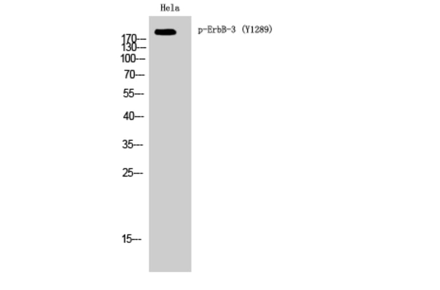 Western Blot - Anti-HER3 (phospho Tyr1289) Antibody (A0945) - Antibodies.com
